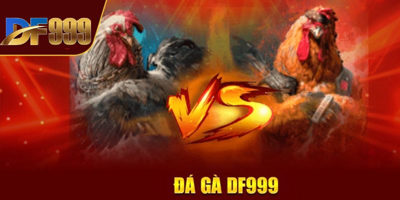 Ưu điểm nổi bật của sảnh đá gà df999