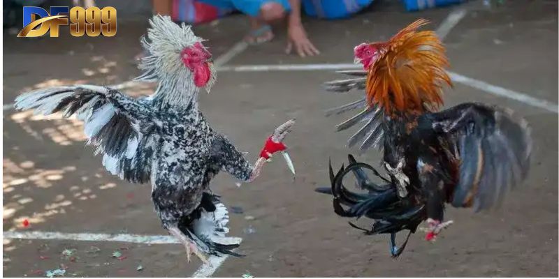 Cách xác định thắng thua