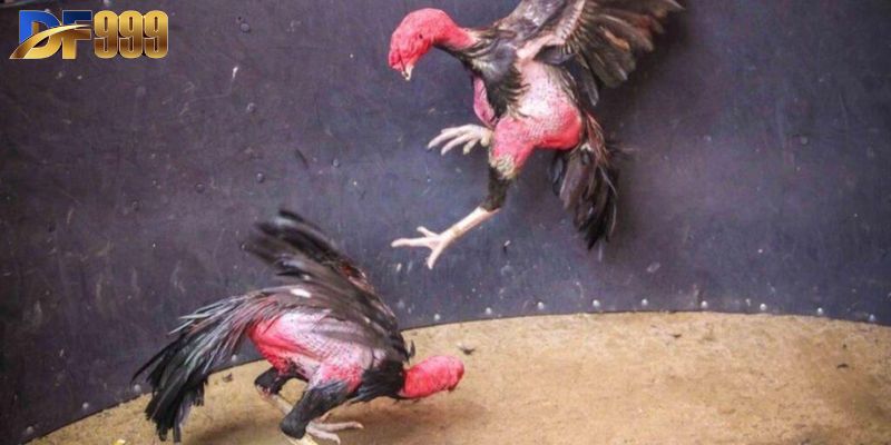 Luật chơi đá gà cựa dao dễ hiểu, chi tiết nhất