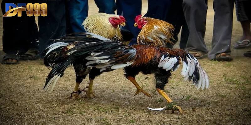 Đá Gà Cựa Dao Nghệ Thuật Sinh Tử Trên Sới Gà