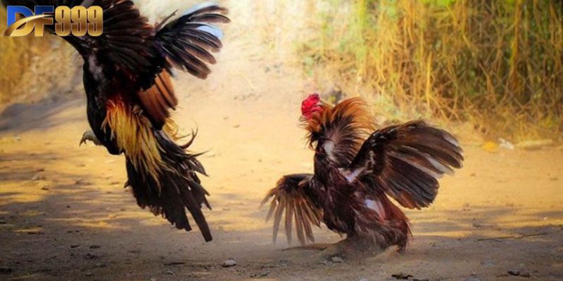 Quy định về thời gian thi đấu cụ thể trong đá gà cựa sắt