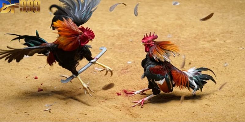 Tìm hiểu về luật chơi đá gà cựa sắt chi tiết nhất