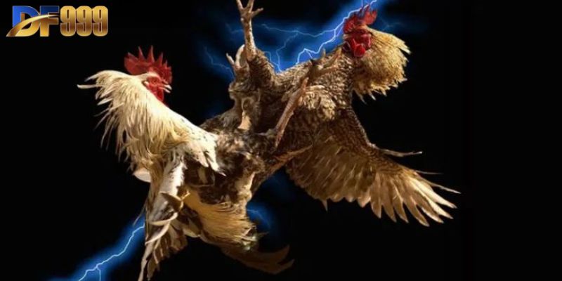 Đá Gà Philippines - Điểm Sáng Vượt Trội Của Trò Chơi