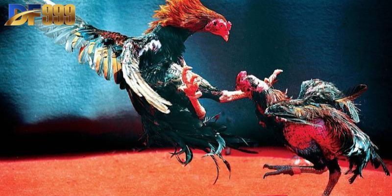 Thông tin từ A đến Z về quy tắc chơi đá gà Thomo