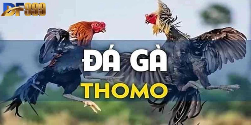 Khám Phá Đá Gà Thomo Đấu Trường Huyền Thoại Của Chiến Kê